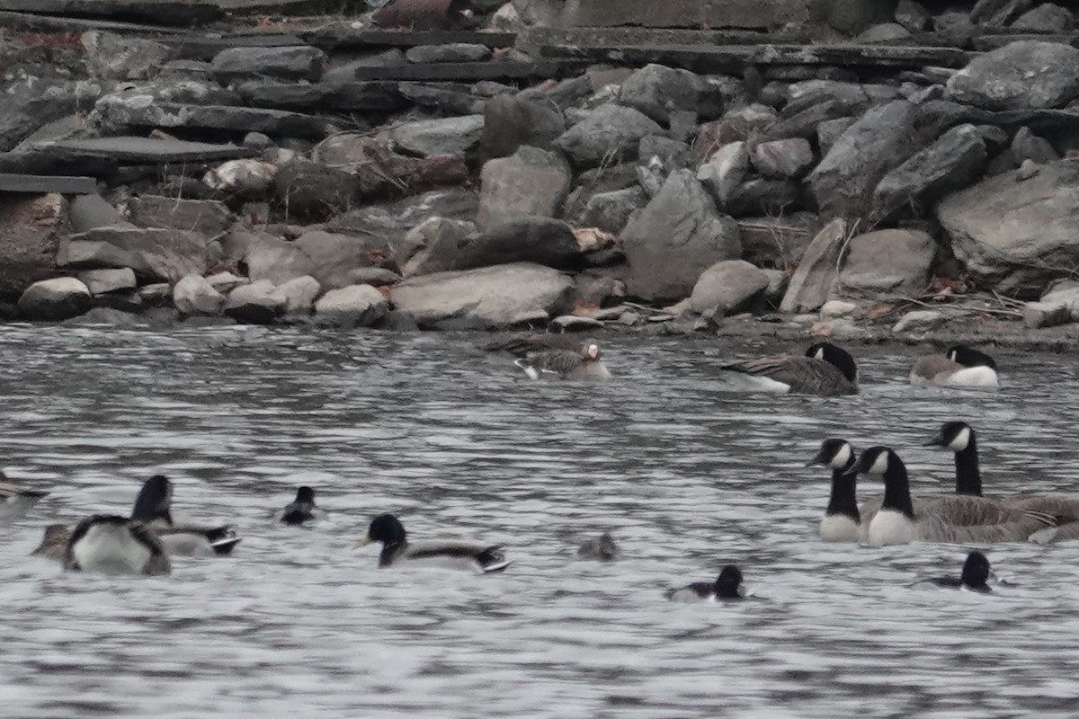 Greater White-fronted Goose - ML613179899