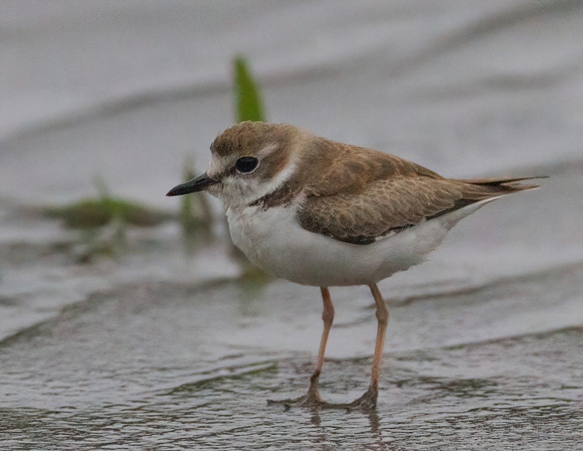 Collared Plover - José Martín