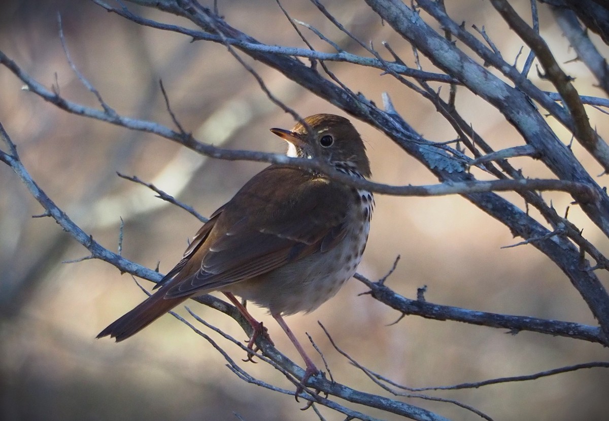 Hermit Thrush - ML613179944