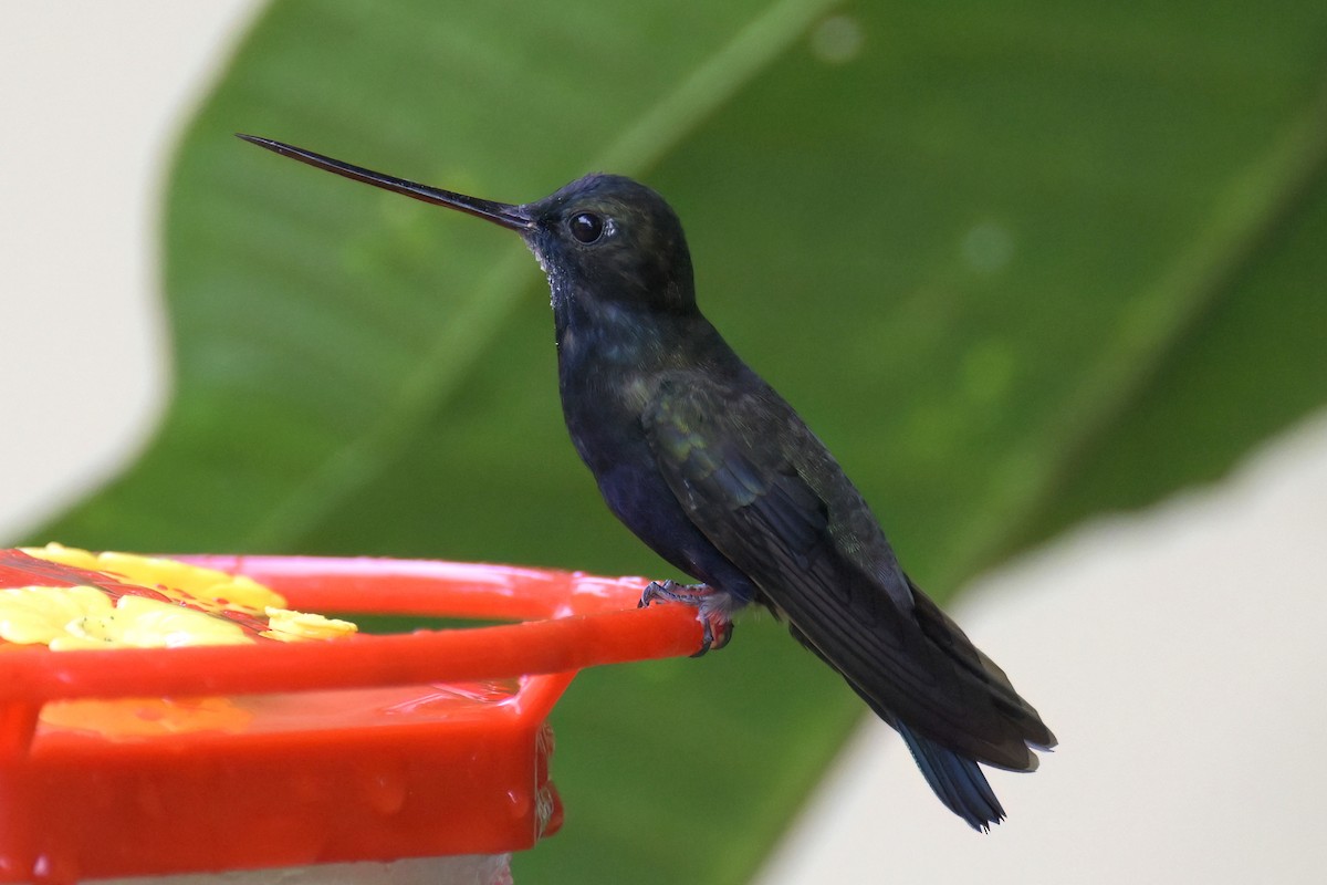 Blue-fronted Lancebill - ML613179946