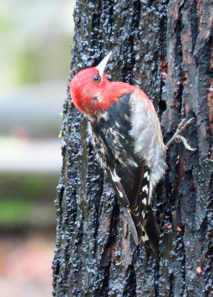 Red-breasted Sapsucker - ML613179950