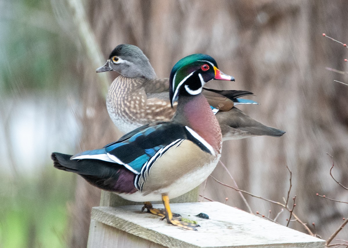 Wood Duck - Dennis Elder