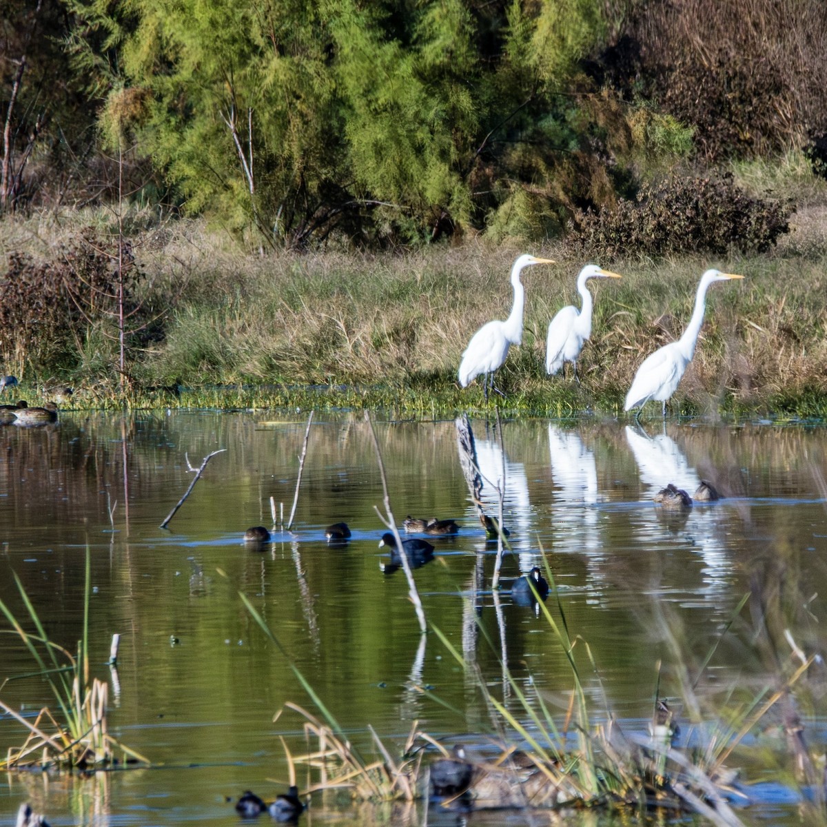 Great Egret - ML613180233