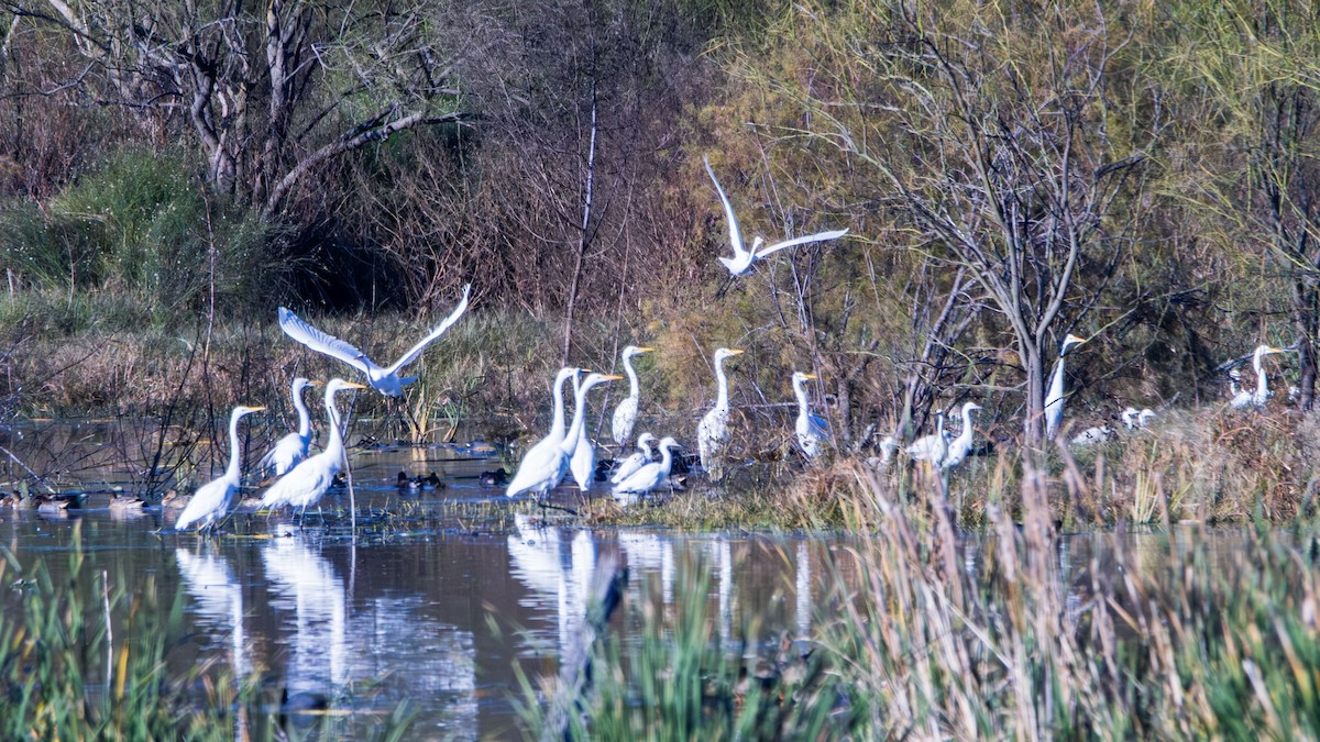 Great Egret - ML613180234