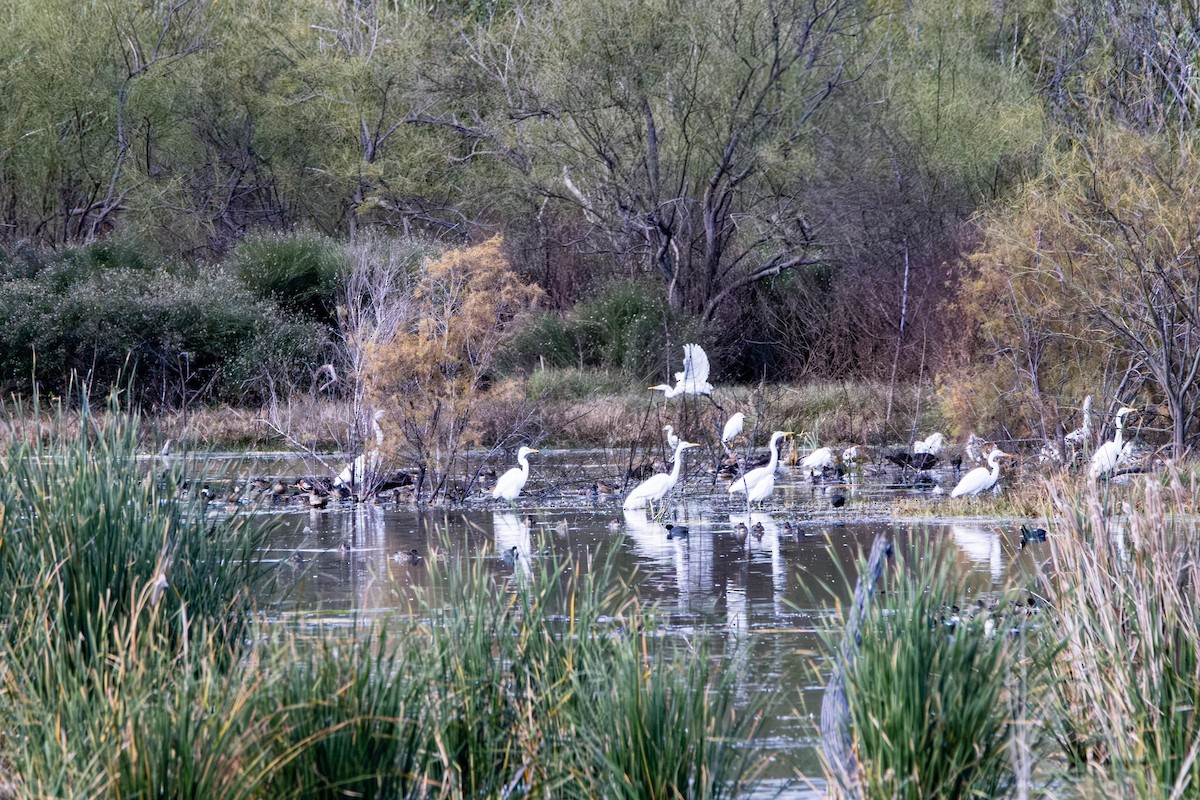 Great Egret - Michael Gilbert