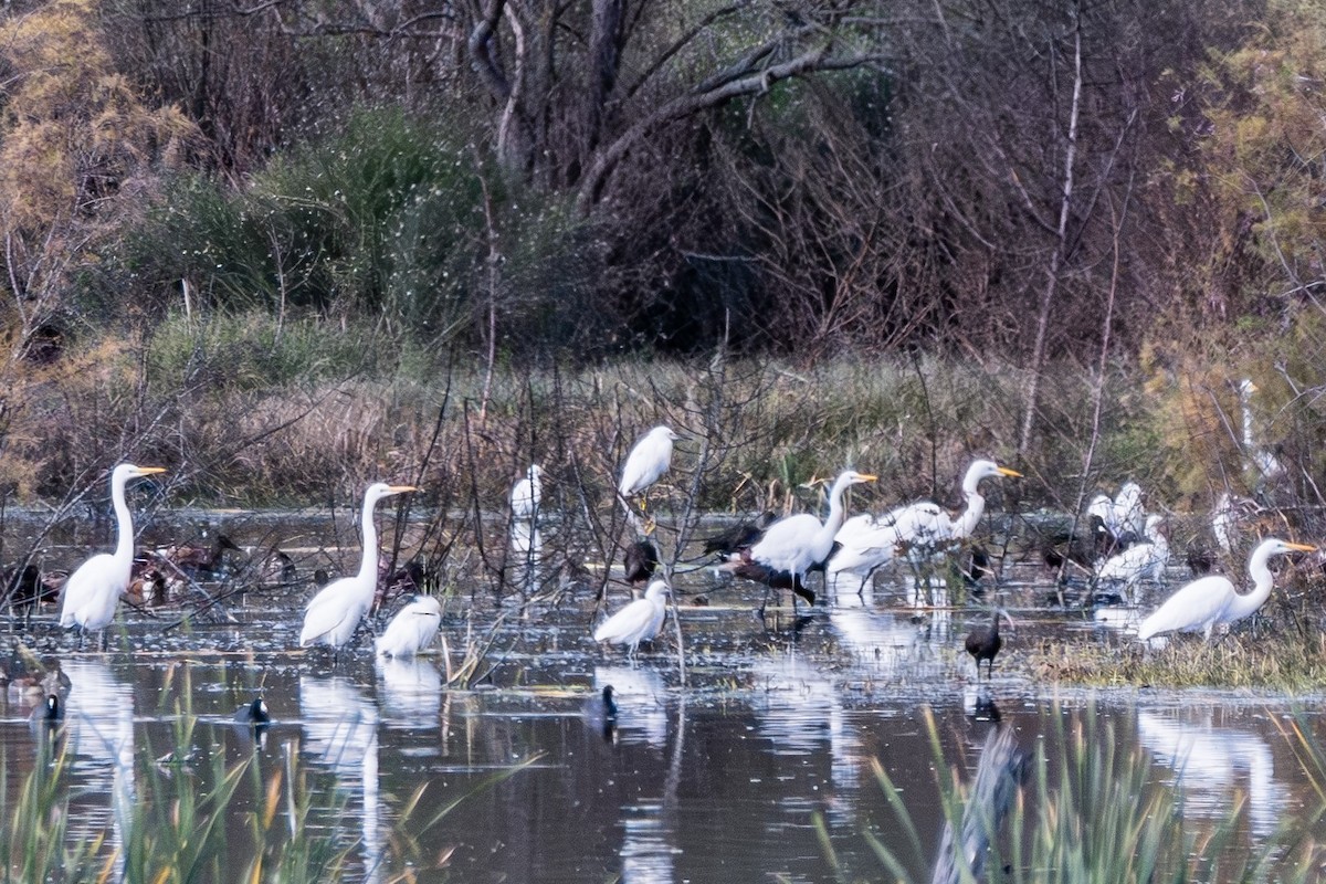 Great Egret - ML613180236