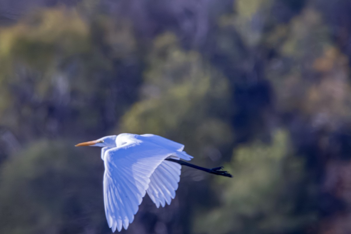 Great Egret - ML613180237