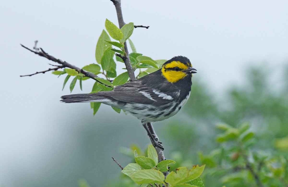 Golden-cheeked Warbler - ML613180264