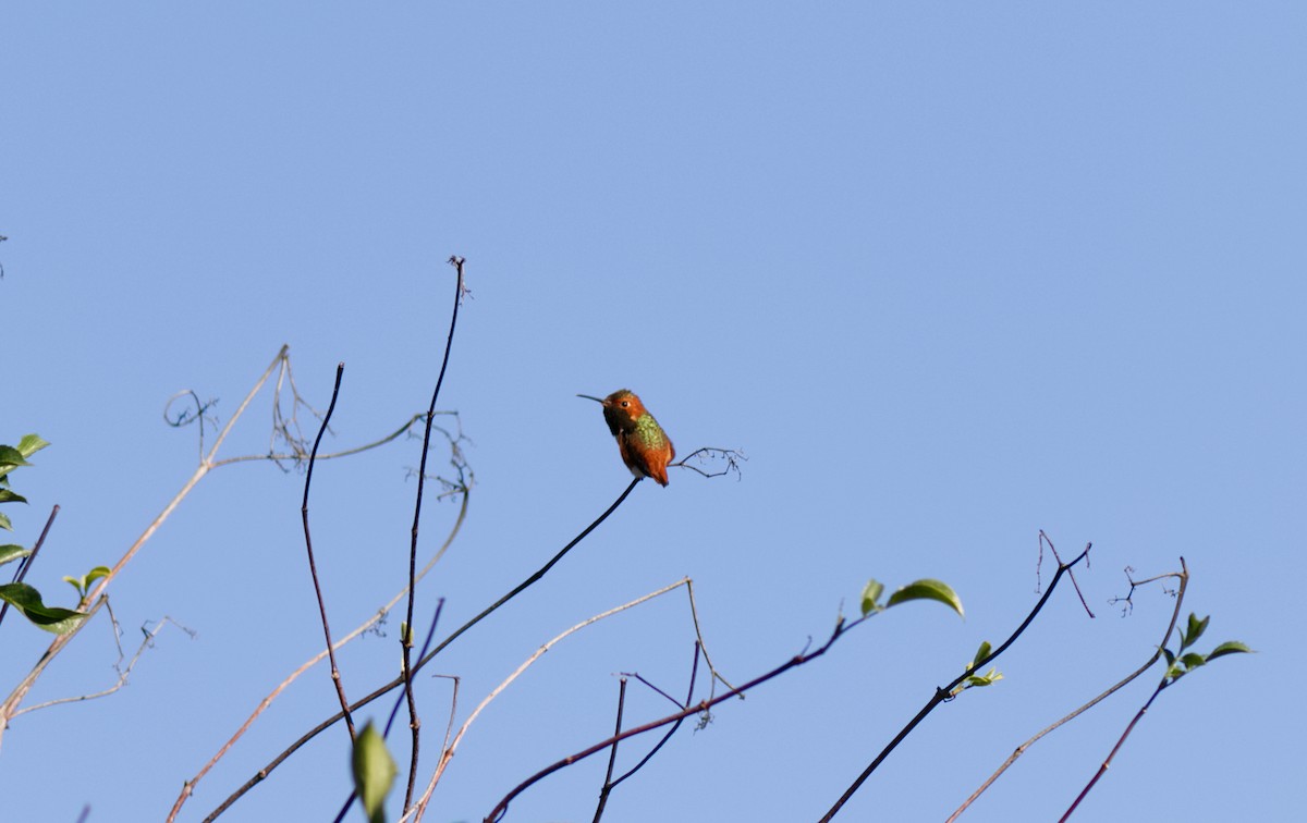 Colibrí de Allen - ML613180298