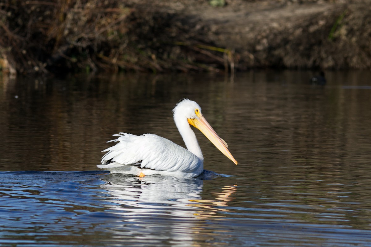 American White Pelican - ML613180312