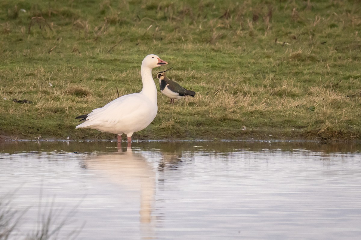 Snow Goose - ML613180330