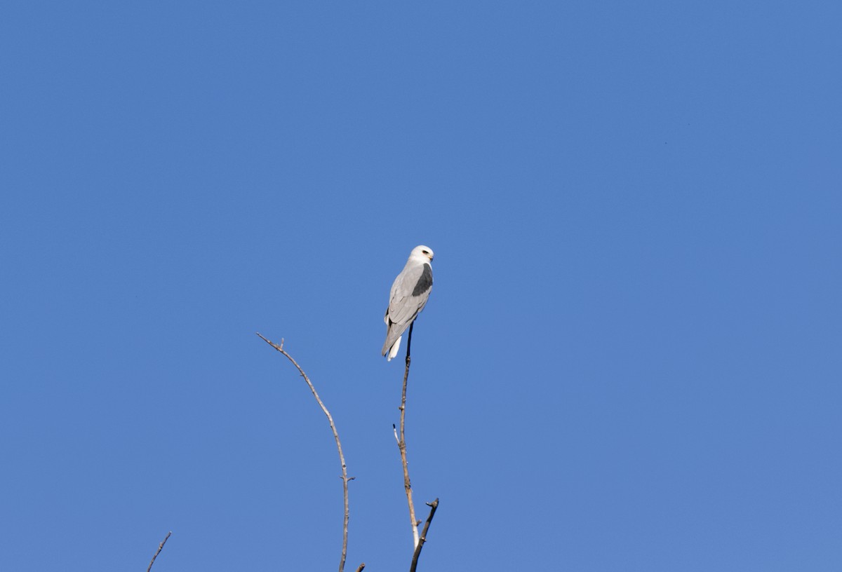 White-tailed Kite - Ryan Crane