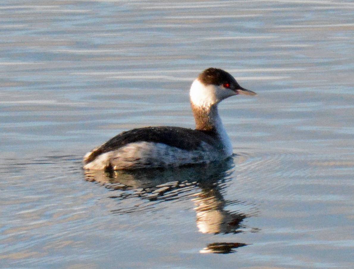 Horned Grebe - ML613180464