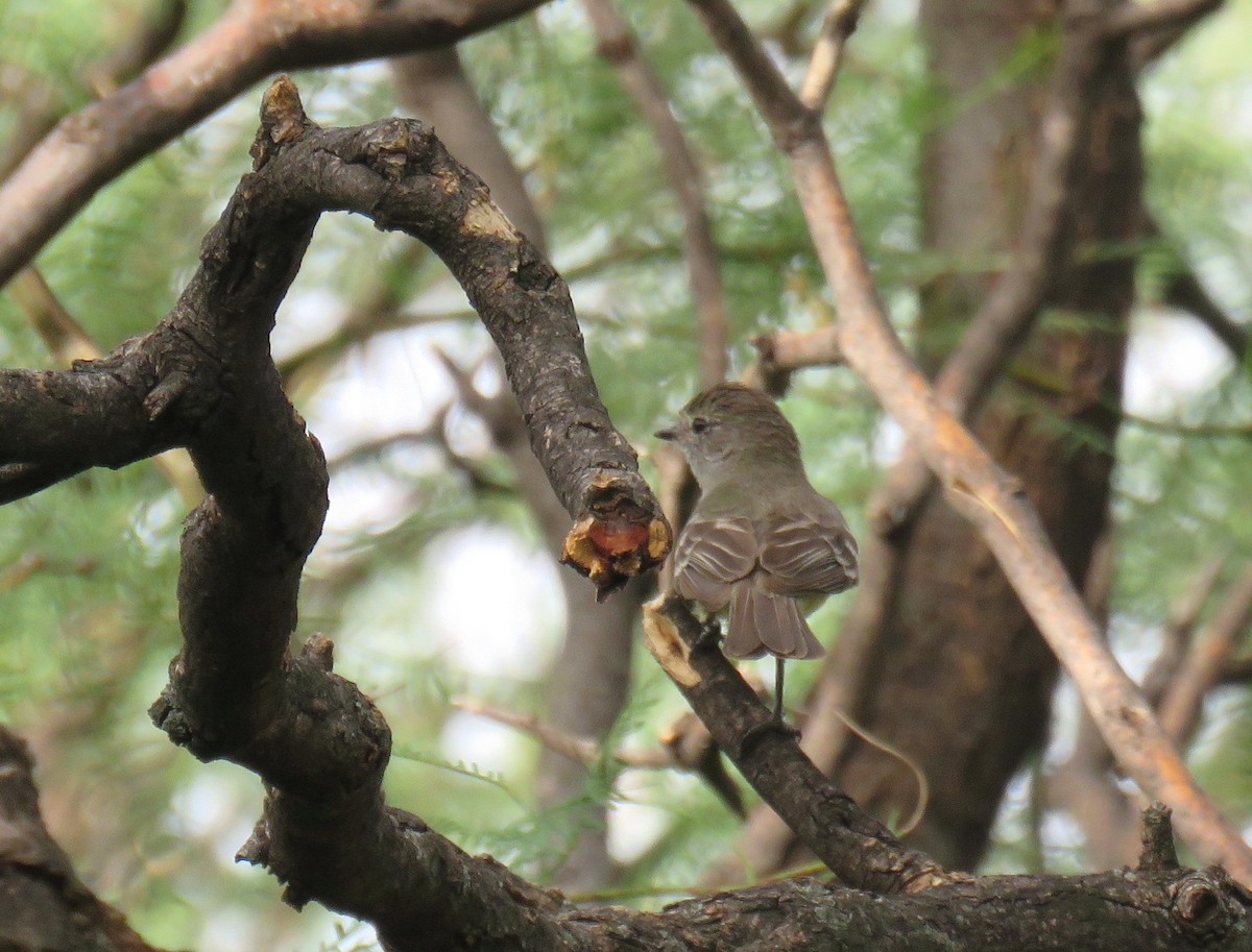 Southern Scrub-Flycatcher - ML613180475