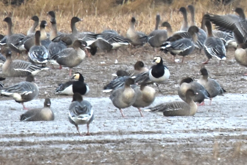 Barnacle Goose - ML613180478