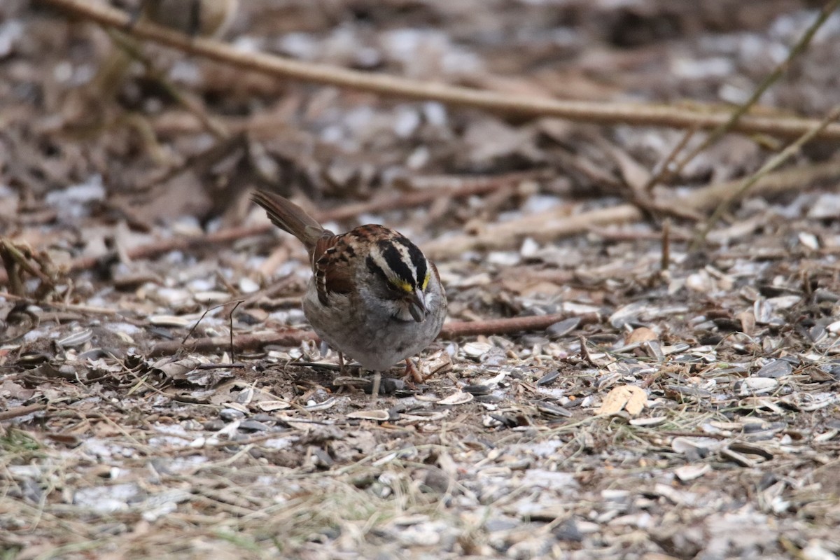 White-throated Sparrow - ML613180499