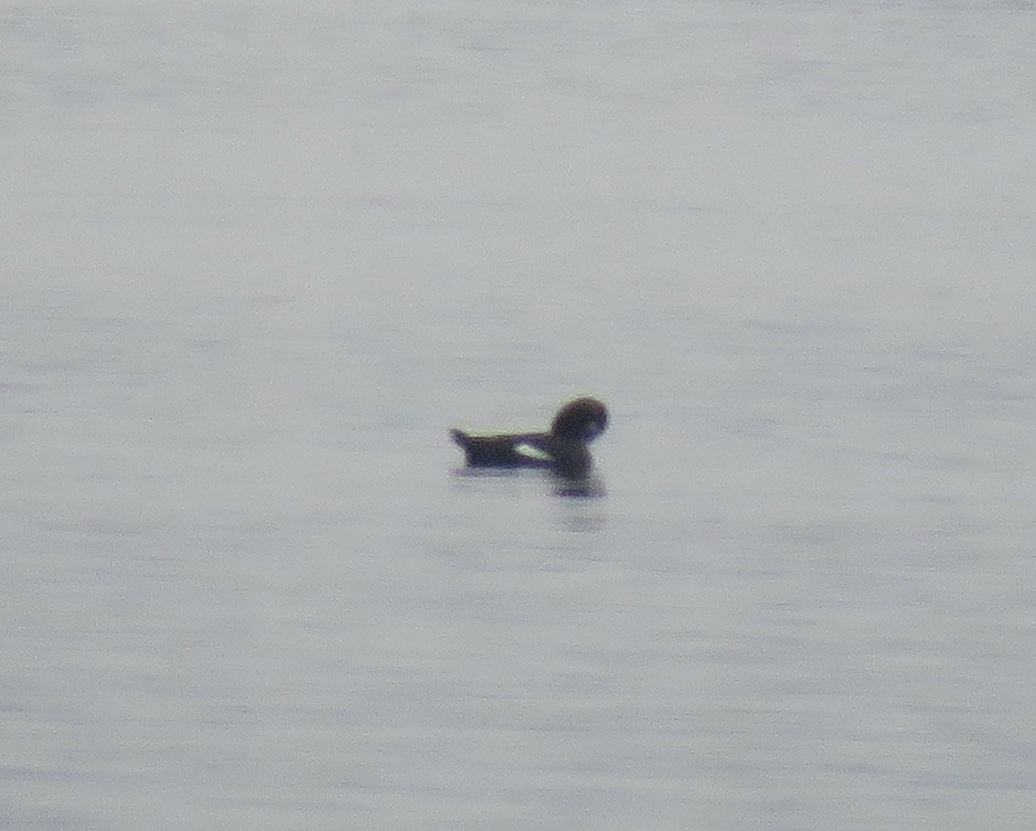 White-winged Scoter - Jon Peacock