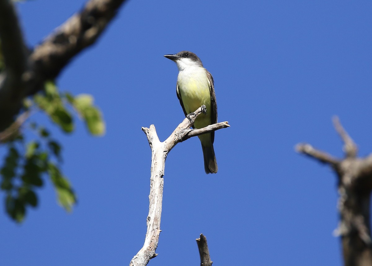 Dickschnabel-Königstyrann - ML613180562