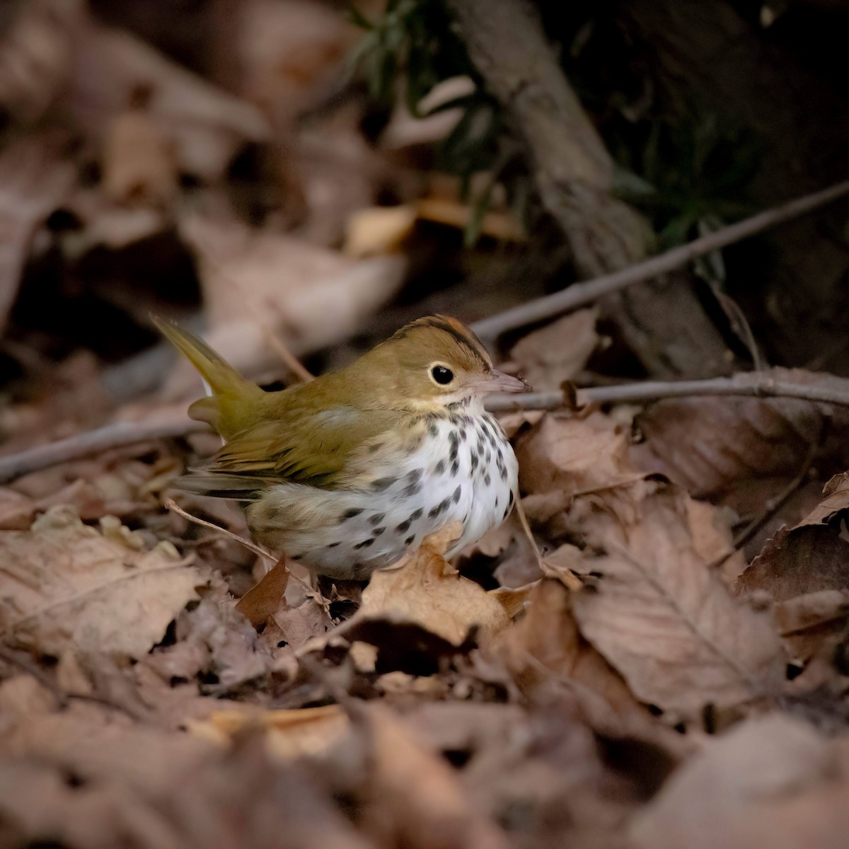 Ovenbird - ML613180577