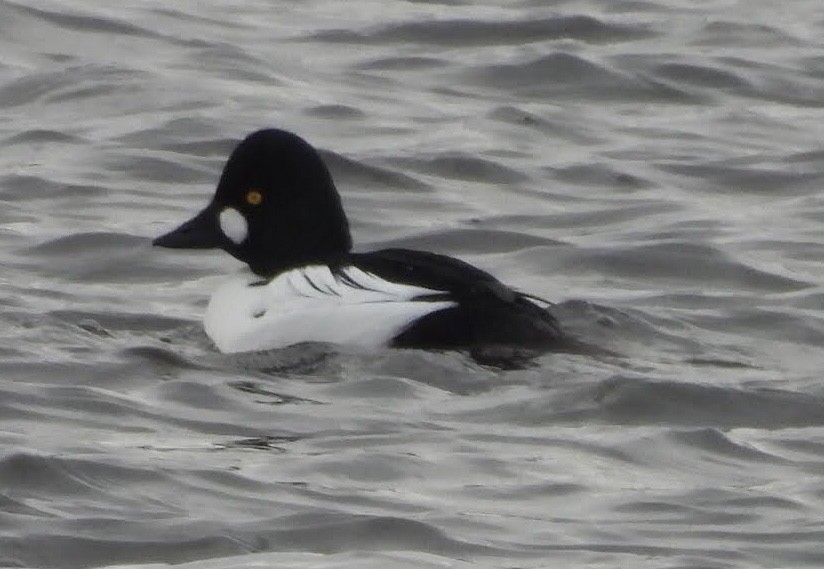 Common Goldeneye - ML613180594