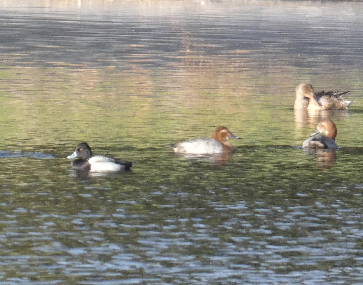 Lesser Scaup - Susana Coelho