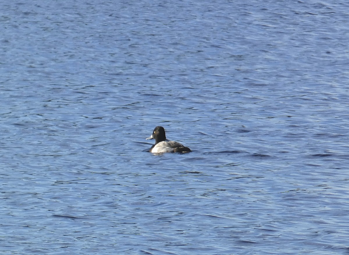 Lesser Scaup - ML613180655