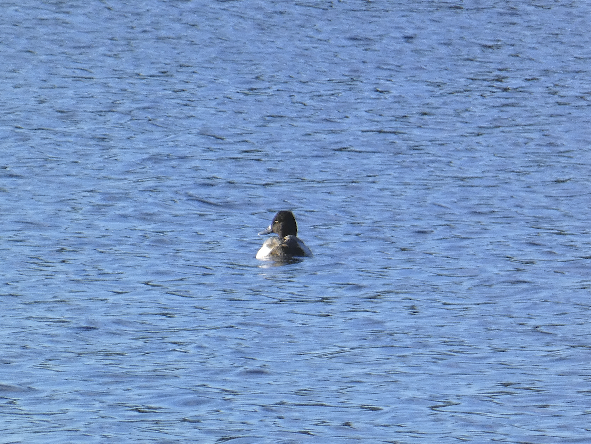 Lesser Scaup - ML613180656