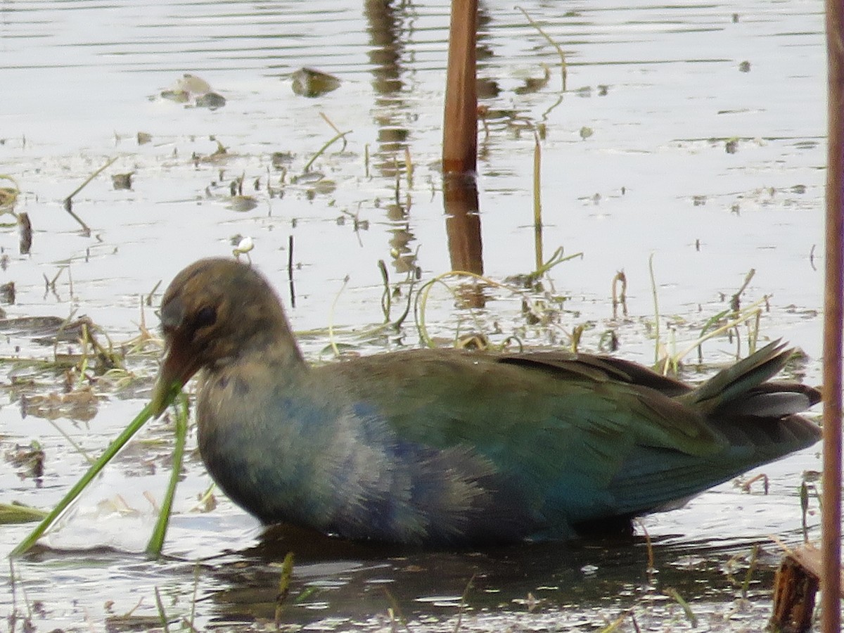 Purple Gallinule - ML613180691