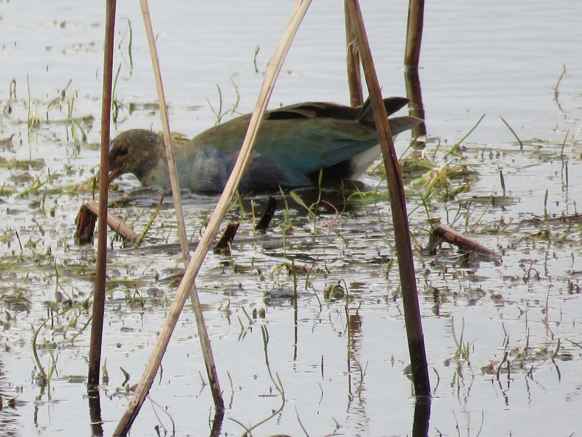 Purple Gallinule - ML613180692