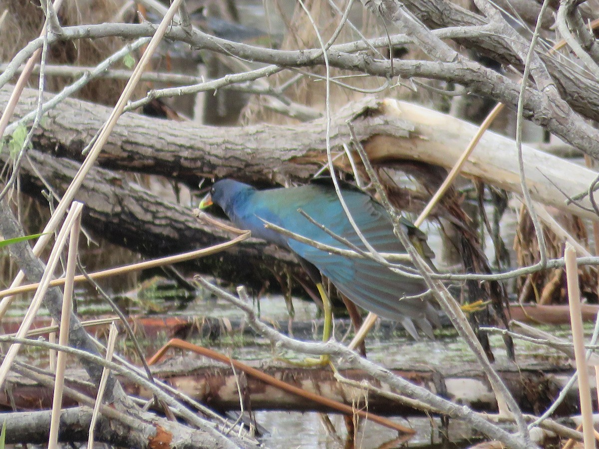 Purple Gallinule - ML613180694