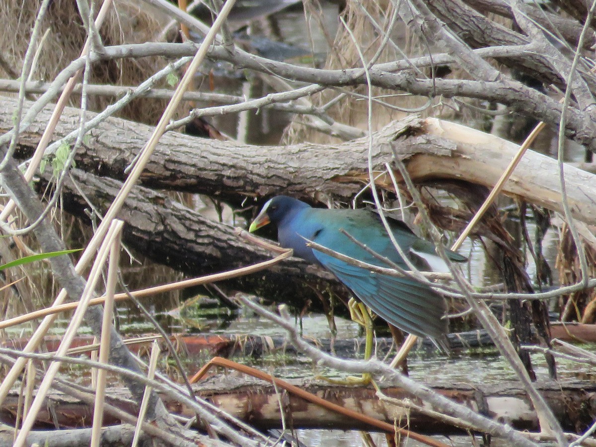 Purple Gallinule - ML613180695