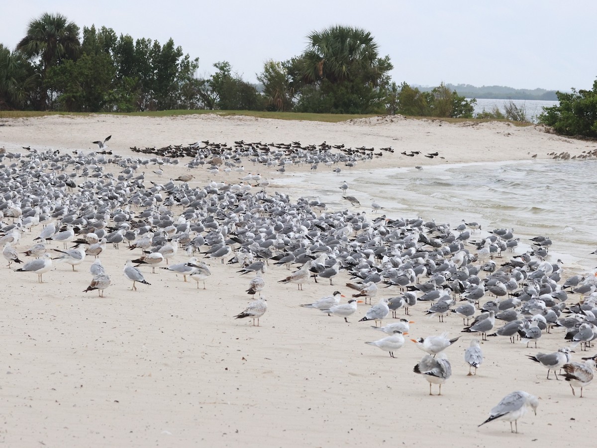 Mouette atricille - ML613180754