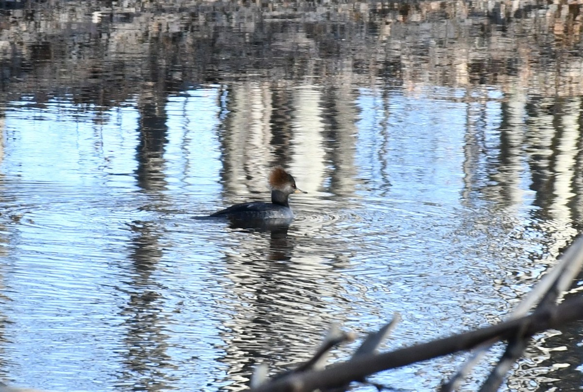 Hooded Merganser - ML613180830