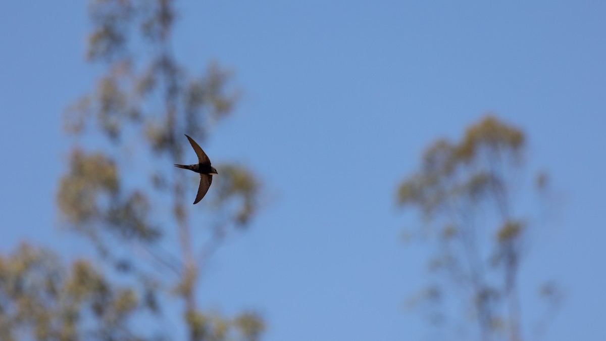 White-rumped Swift - ML613180831