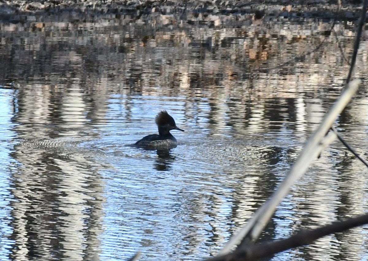 Hooded Merganser - ML613180838