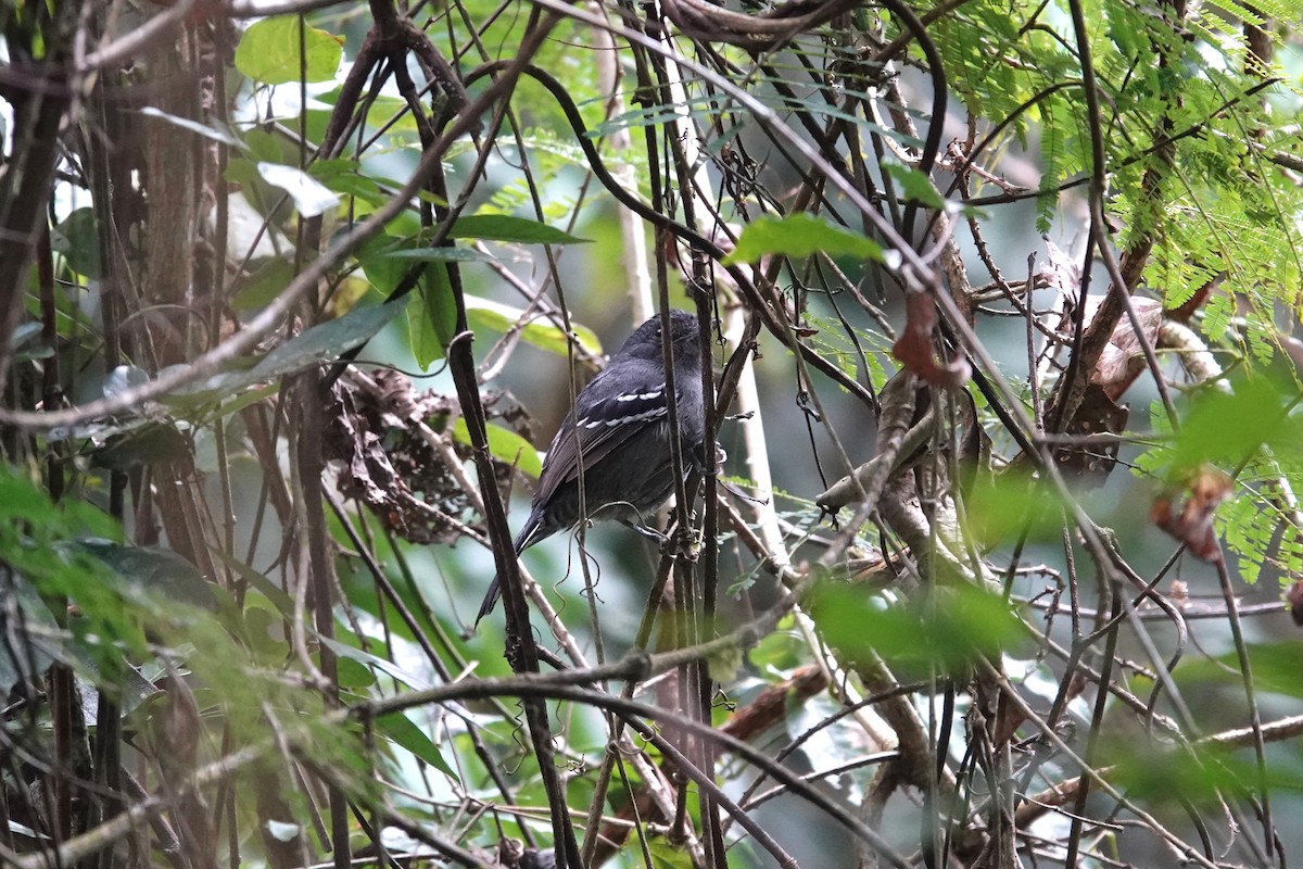 Variable Antshrike - ML613180861