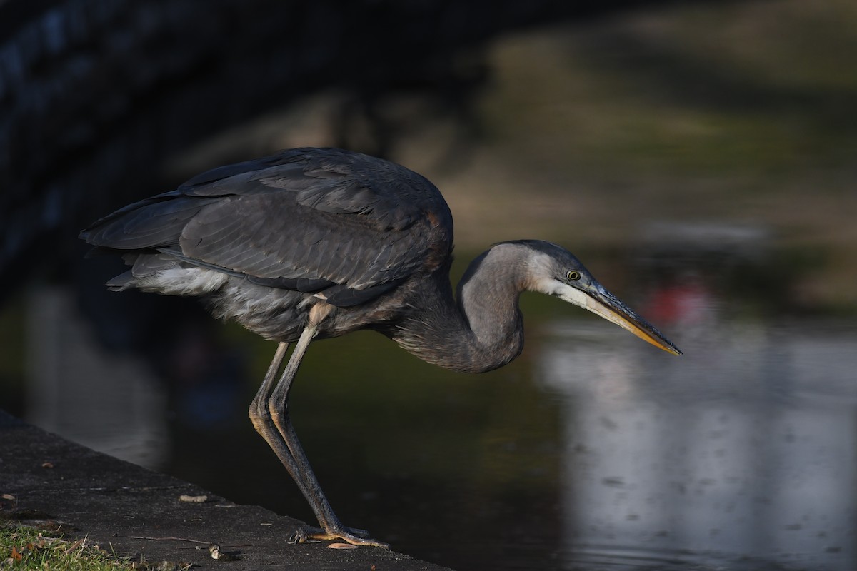 Great Blue Heron - Peter Paul