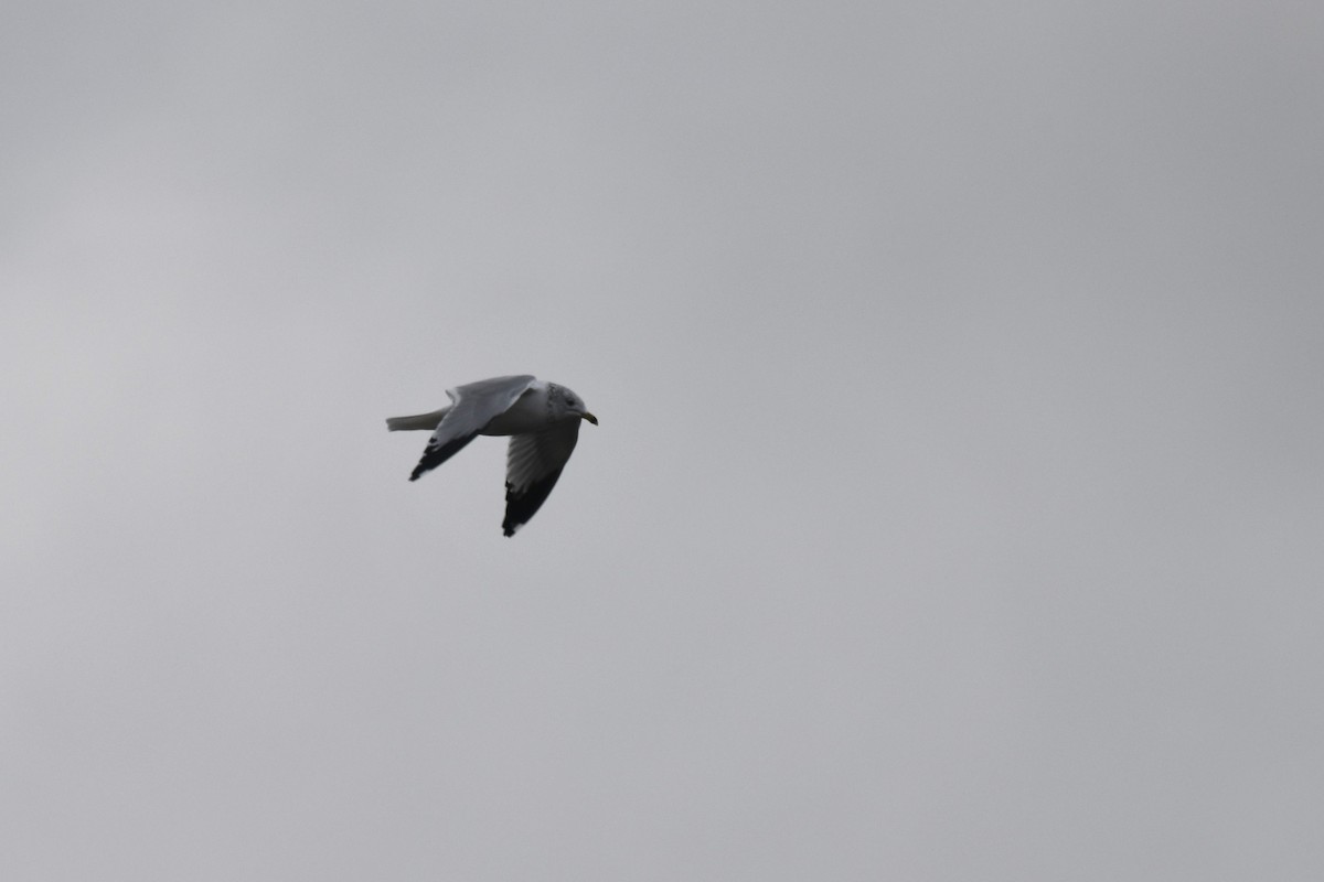 Ring-billed Gull - ML613181006