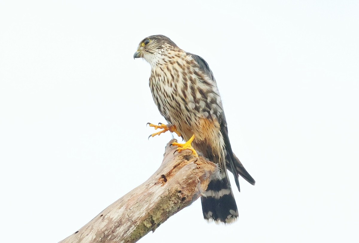 Хайргууна шонхор - ML613181073