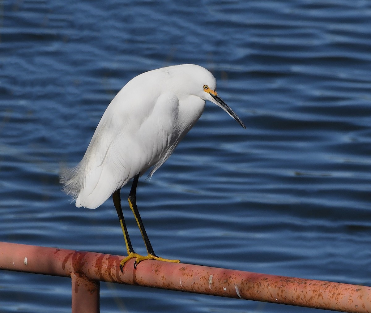 Snowy Egret - ML613181137