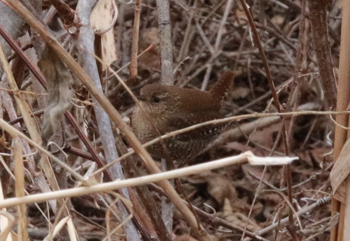 Winter Wren - Molly Jacobson