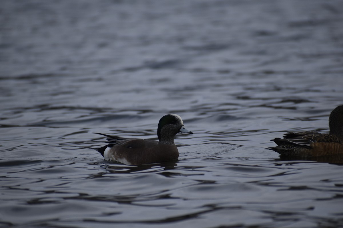 American Wigeon - ML613181310