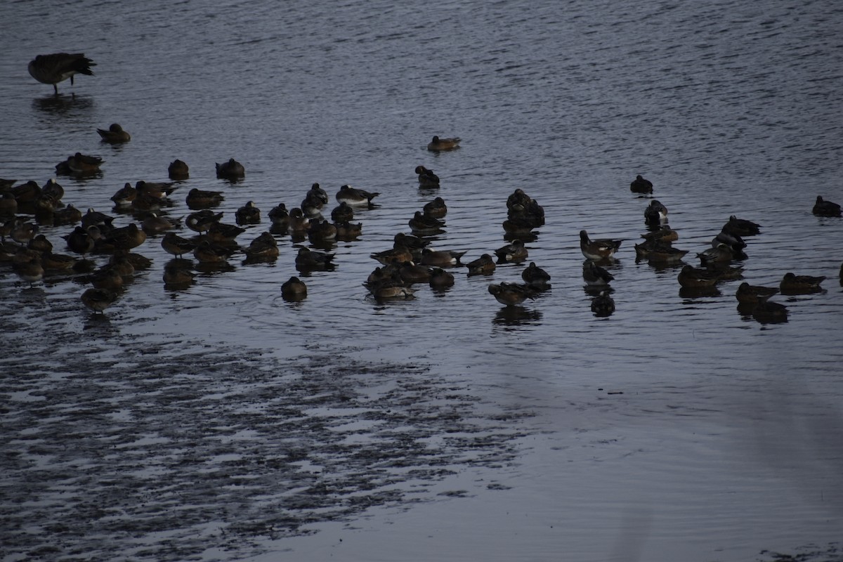 American Wigeon - ML613181330