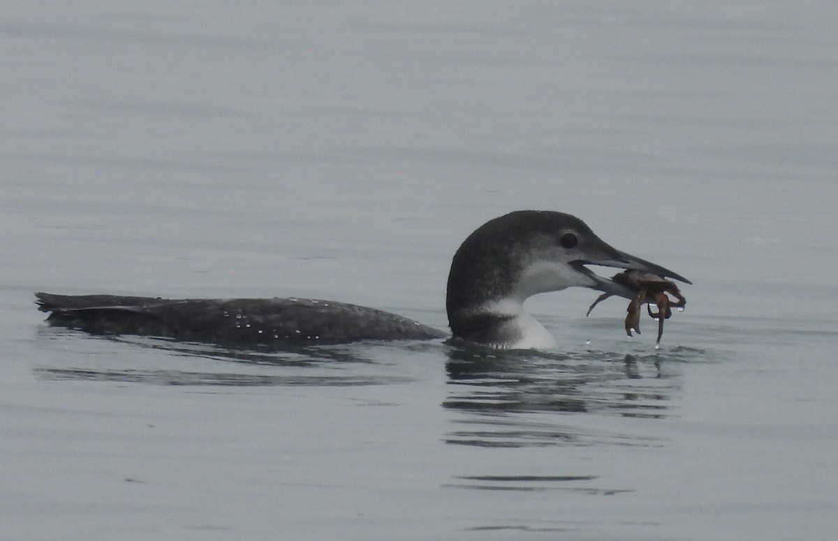 Common Loon - ML613181415