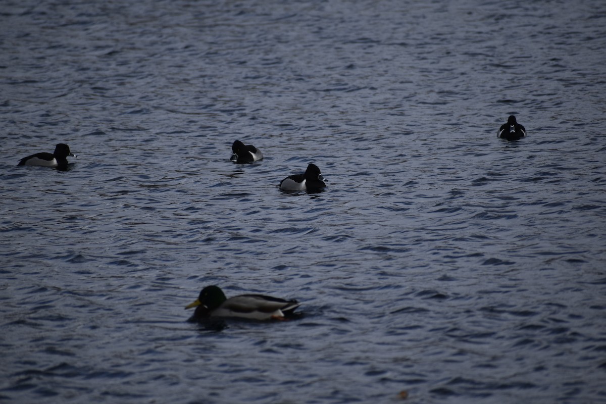 Ring-necked Duck - ML613181492