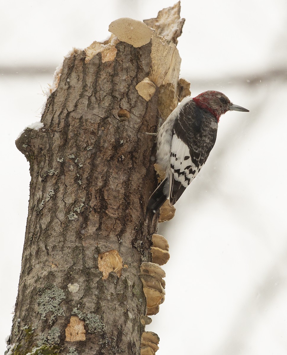 Red-headed Woodpecker - Joseph Brooks