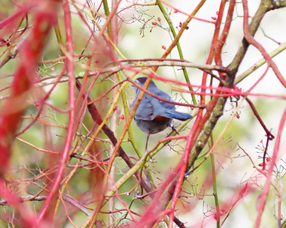 Gray Catbird - Anonymous