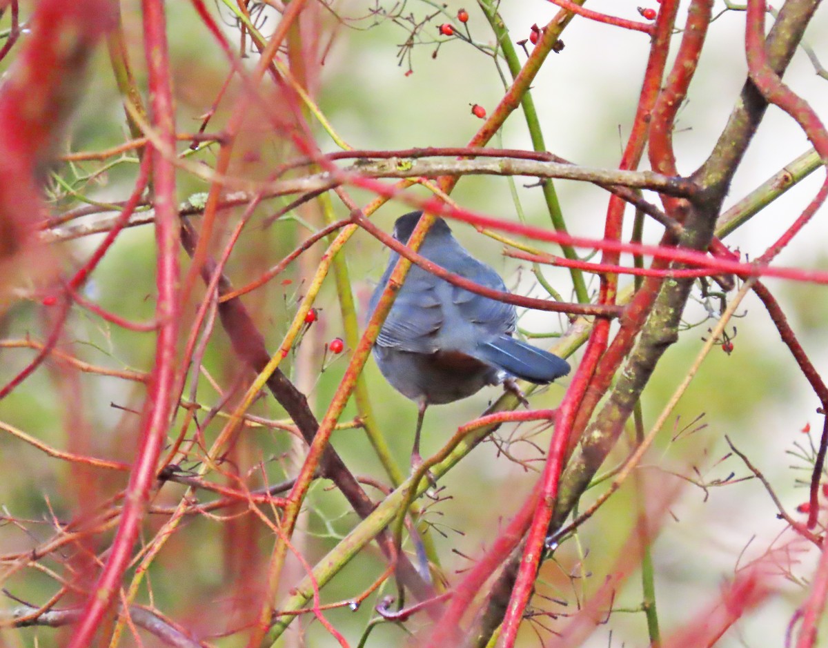 Gray Catbird - Anonymous