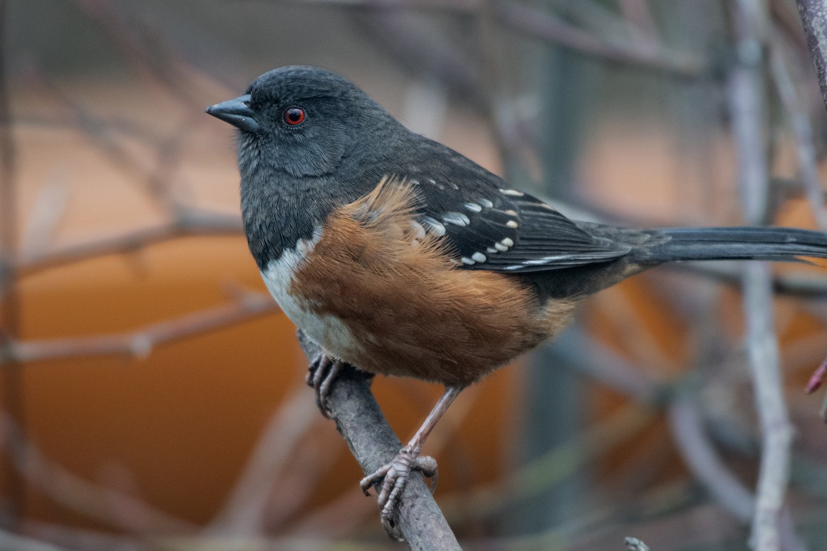 Spotted Towhee - ML613181605
