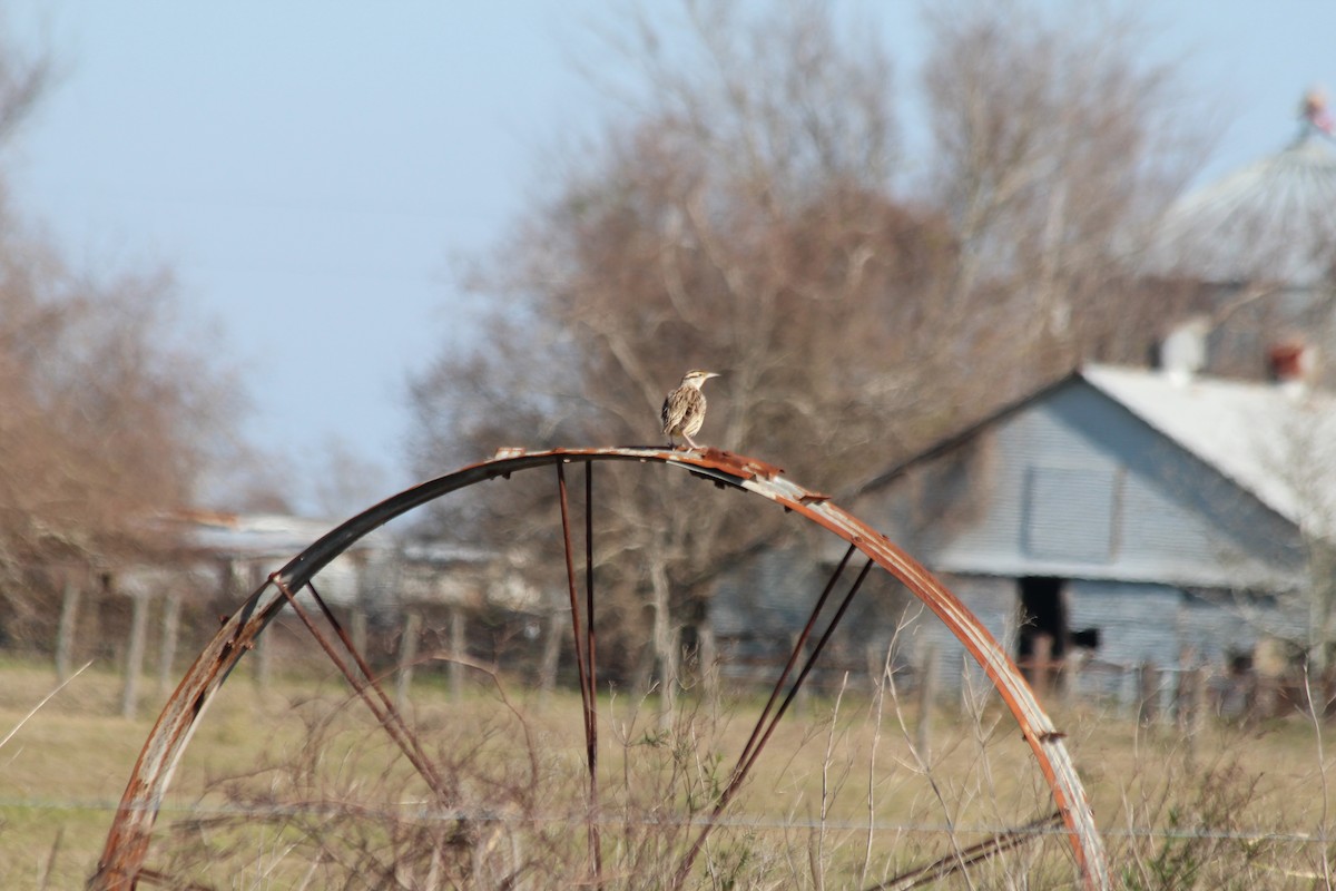 Eastern Meadowlark - ML613181612